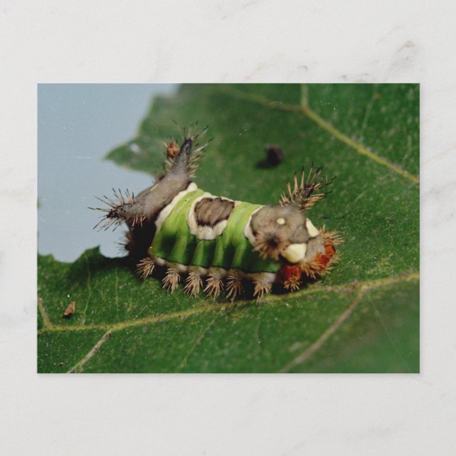 Caterpillar Eating a Leaf Postcard (Front)