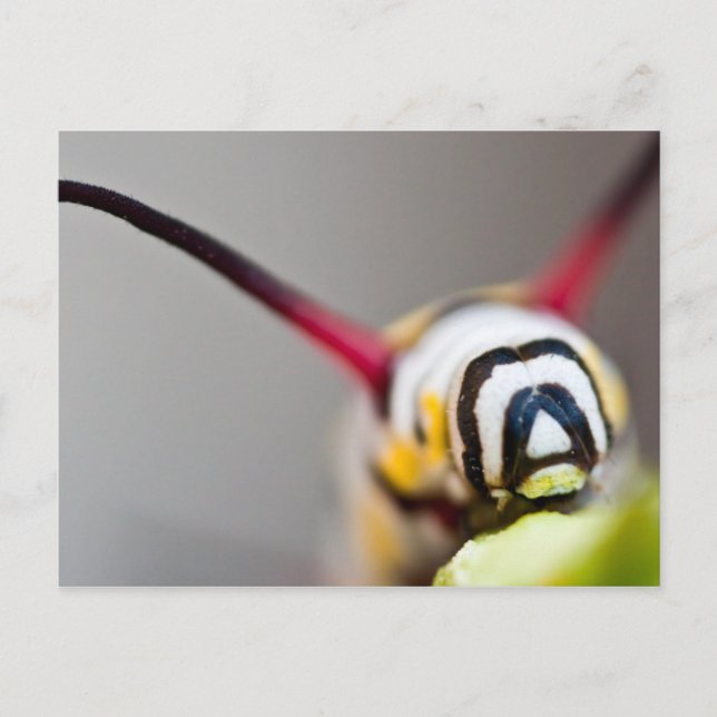 Caterpillar Macro Postcard (Front)