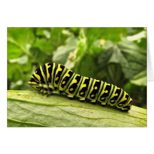 Caterpillar noir