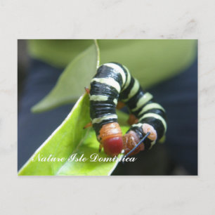 Caterpillar On Leaf Postcard