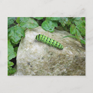 Caterpillar On Rock Postcard