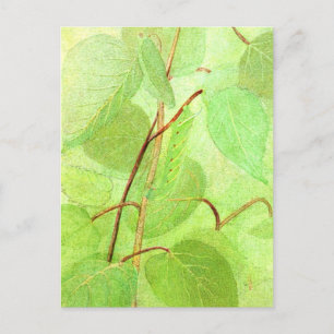 Caterpillar Painting Postcard