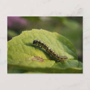Caterpillar Postcard