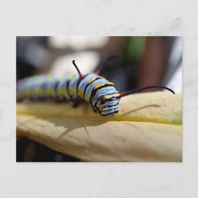 Caterpillar Postcard (Front)