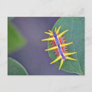 Caterpillar Postcard. Postcard
