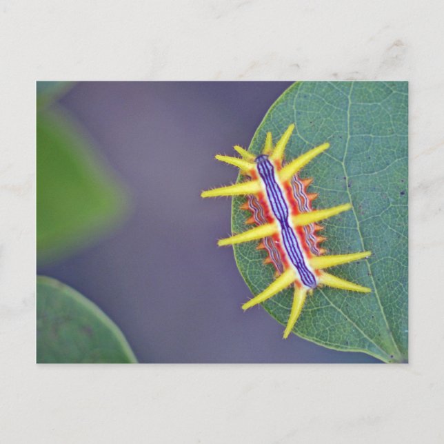 Caterpillar Postcard. Postcard (Front)