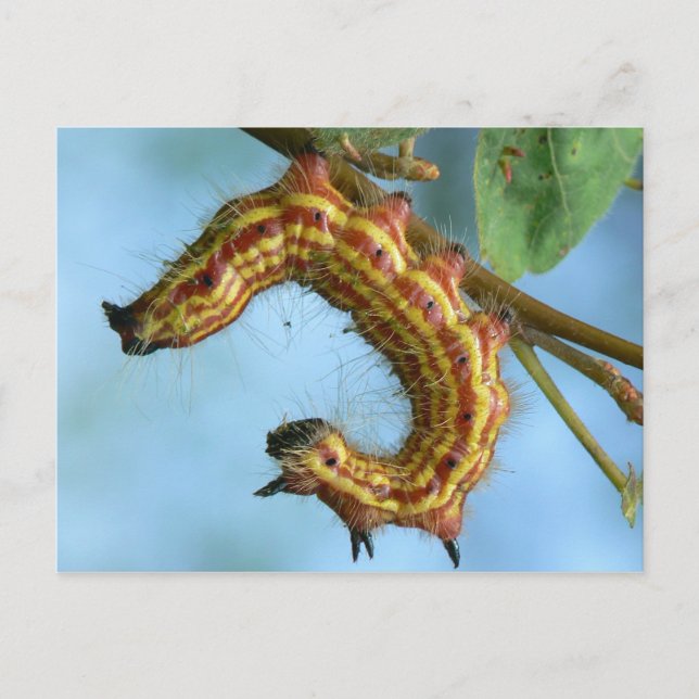 Caterpillar Postcard. Postcard (Front)