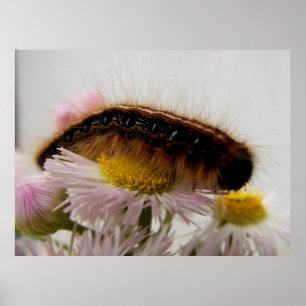 Caterpillar Poster
