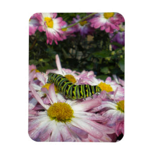 Caterpillar Stroll Magnet