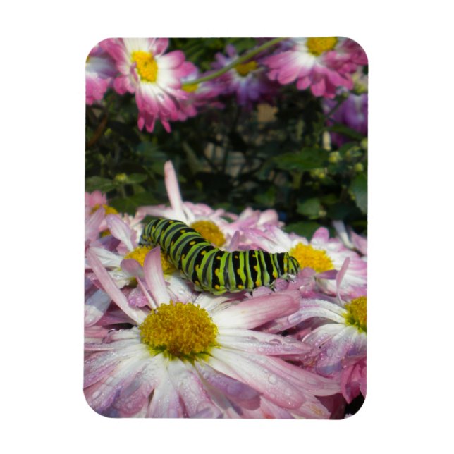 Caterpillar Stroll Magnet (Vertical)