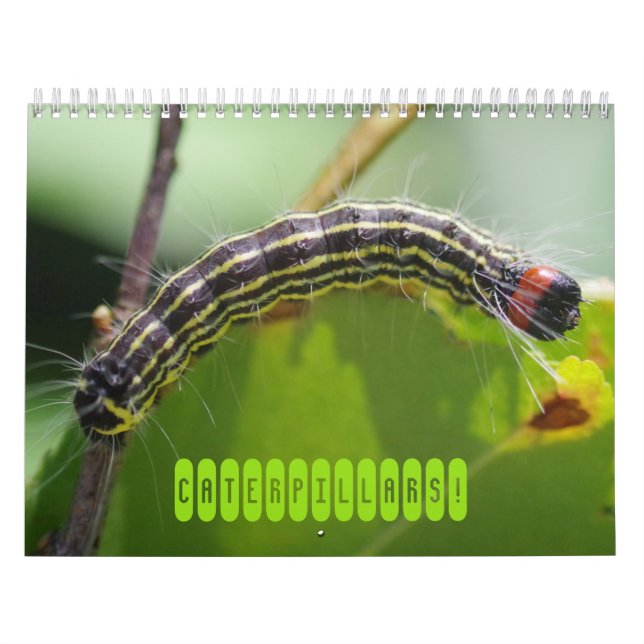 Caterpillars! Calendar (Cover)