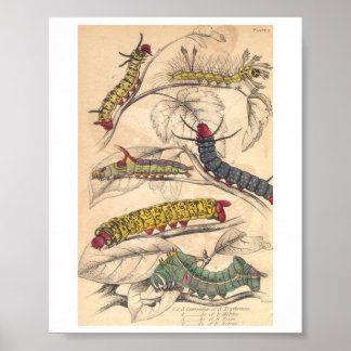 Caterpillars Poster