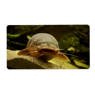 Catfish