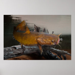 Catfish Fishing Poster