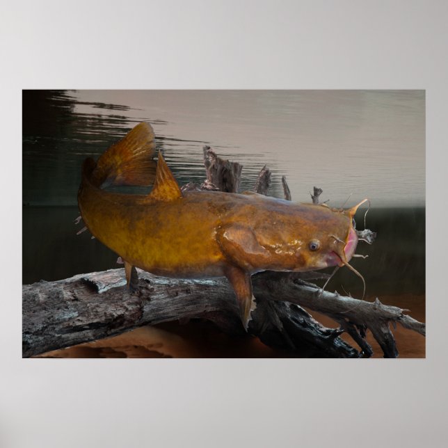 Catfish Fishing Poster (Front)