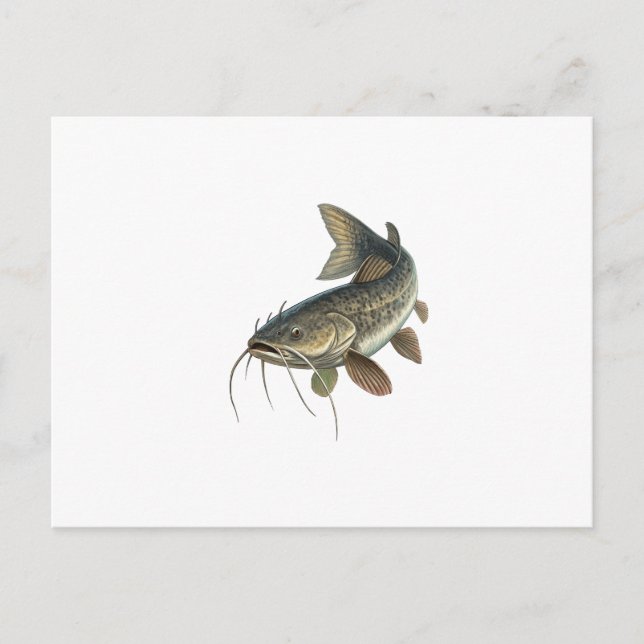 Catfish Postcard (Front)