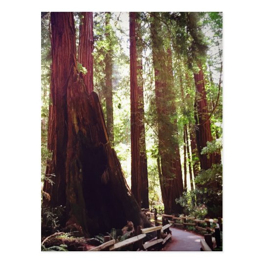 Cathedral Grove Postcard