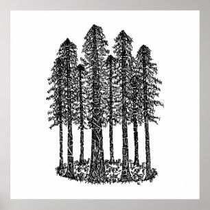 Cathedral Ring (Coastal Redwoods Sketch) Poster
