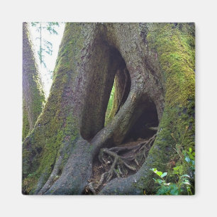 Cathedral Tree, Astoria, Oregon Magnet