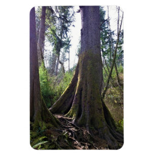 Cathedral Tree, Astoria, Oregon Magnet