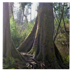 Cathedral Tree, Astoria, Oregon Tile