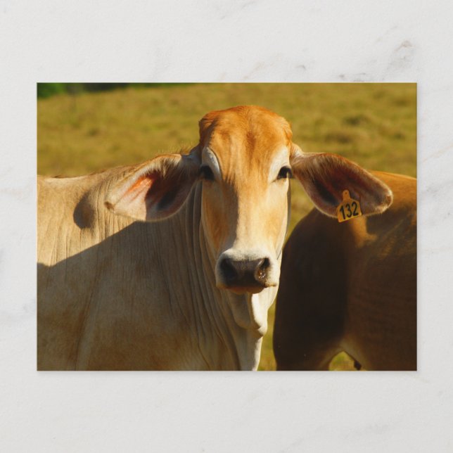 Cathine the cute cow postcard (Front)