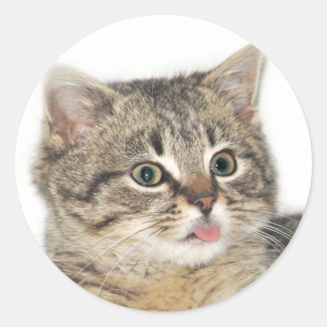 Catitude Classic Round Sticker (Front)