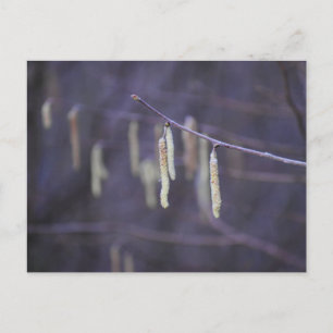 Catkins postcard