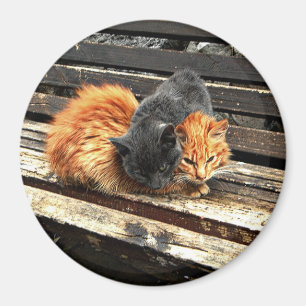 Catnap Cuties Magnet