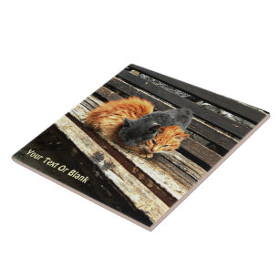 Catnap Cuties Tile