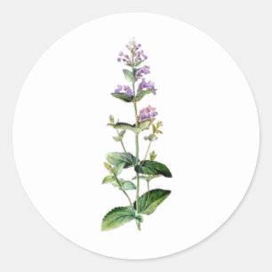 catnip, catnip branch, herb, plant, purple flower  classic round sticker