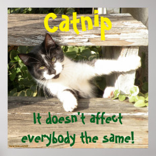"Catnip", cats, funny, humor, cute, gift Poster