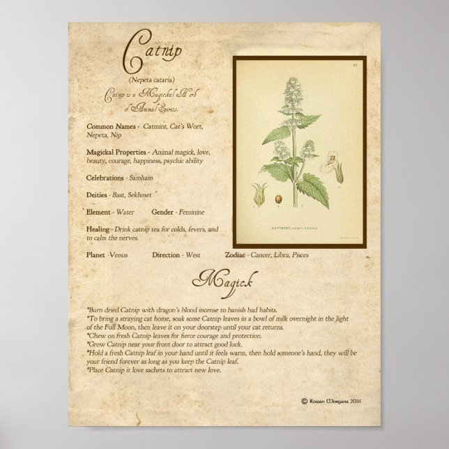 CATNIP MAGICK HERB POSTER (Front)