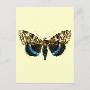 Catocala fraxini postcard