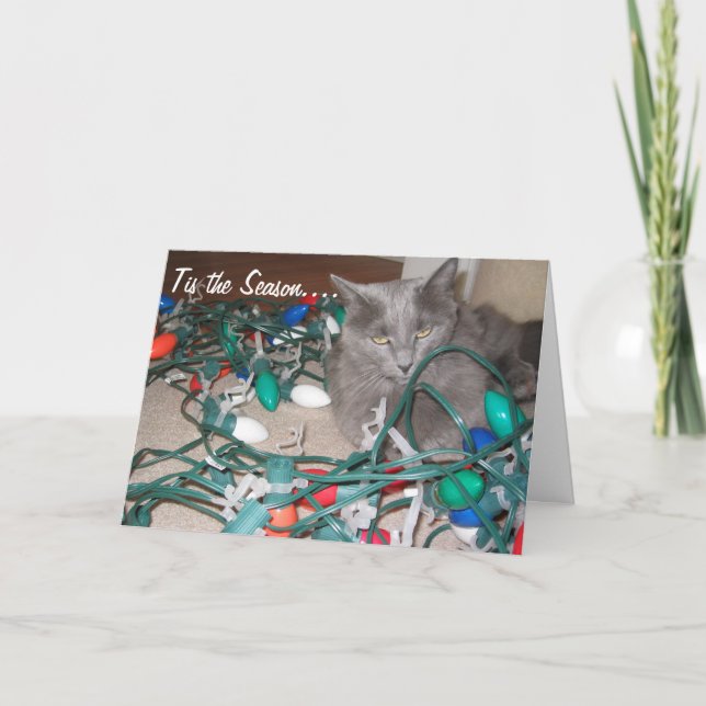 cats 034, Tangled Lights! Holiday Card (Front)