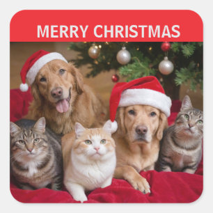 Cats and Dogs Christmas  Square Sticker