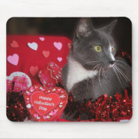 "Cats and Kisses"