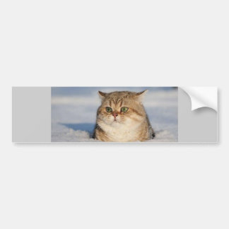 cats_and_snow7 bumper sticker