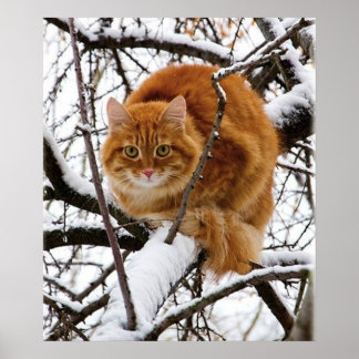 cats_and_snow_ (14) poster