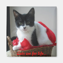 Cats are for life...