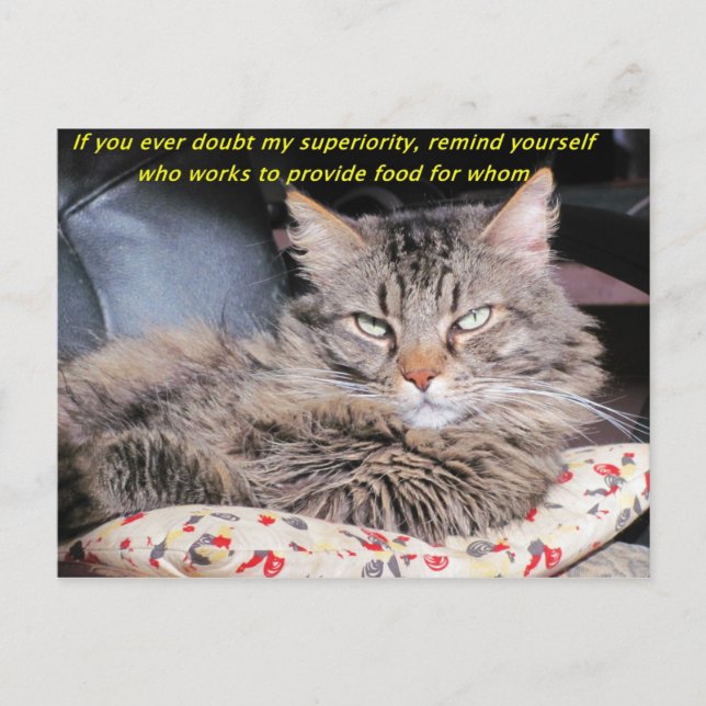 Cats Are Superior Meme Postcard (Front)