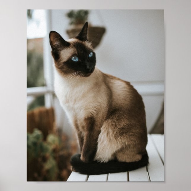 Cats Are The Best 86 Poster (Front)