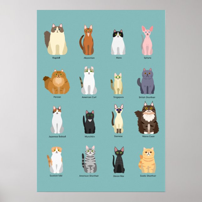 cats breeds, various cats,cats art poster (Front)