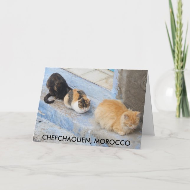Cats, Chefchaouen, Morocco Card (Front)