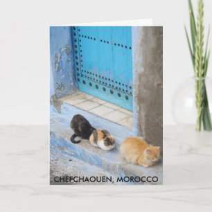 Cats, Chefchaouen, Morocco Card