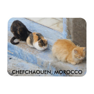 Cats, Chefchaouen, Morocco Magnet
