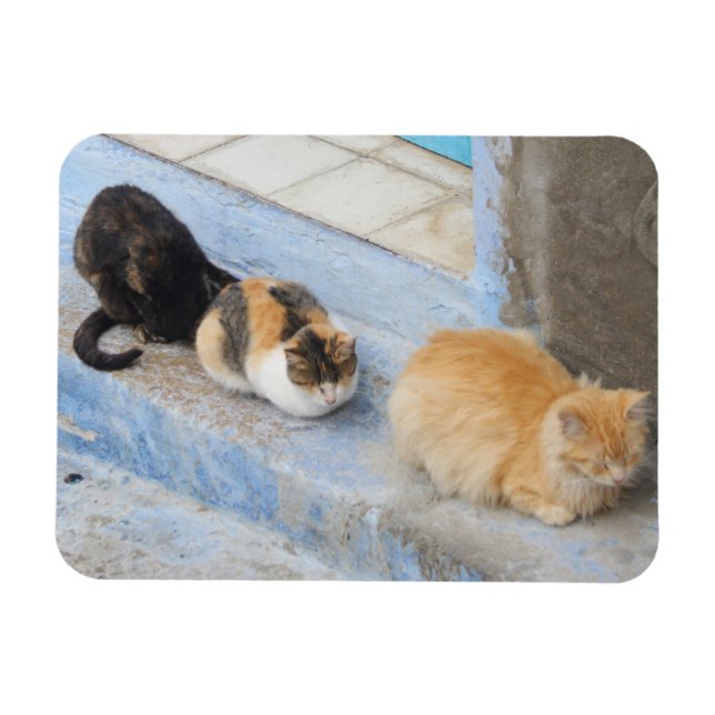 Cats, Chefchaouen, Morocco Magnet (Horizontal)