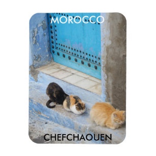 Cats, Chefchaouen, Morocco Magnet