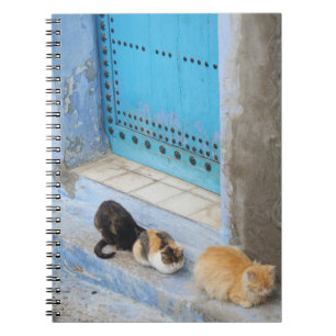 Cats, Chefchaouen, Morocco Notebook