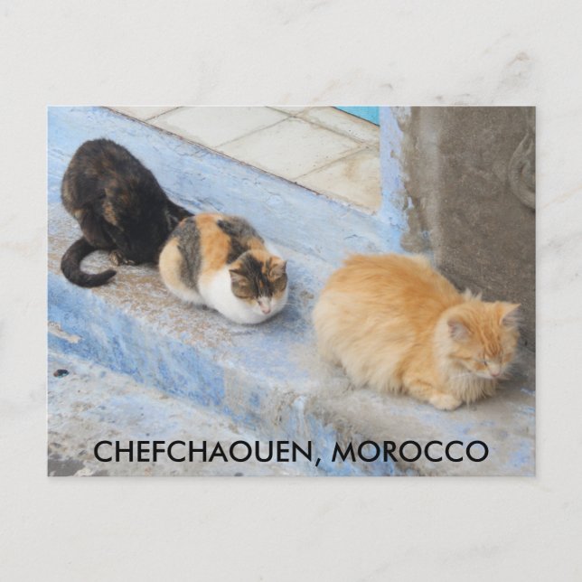 Cats, Chefchaouen, Morocco Postcard (Front)